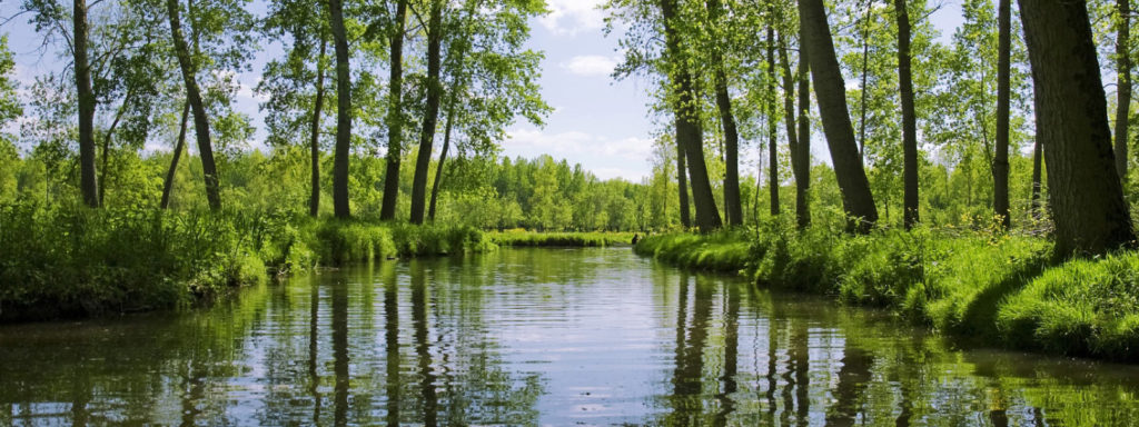 Une image contenant arbre, extérieur, eau, herbe
Description générée automatiquement