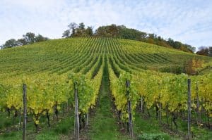 Vignoble illustrant l’achat d’un domaine viticole off-market