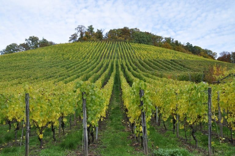 Vignoble illustrant l’achat d’un domaine viticole off-market