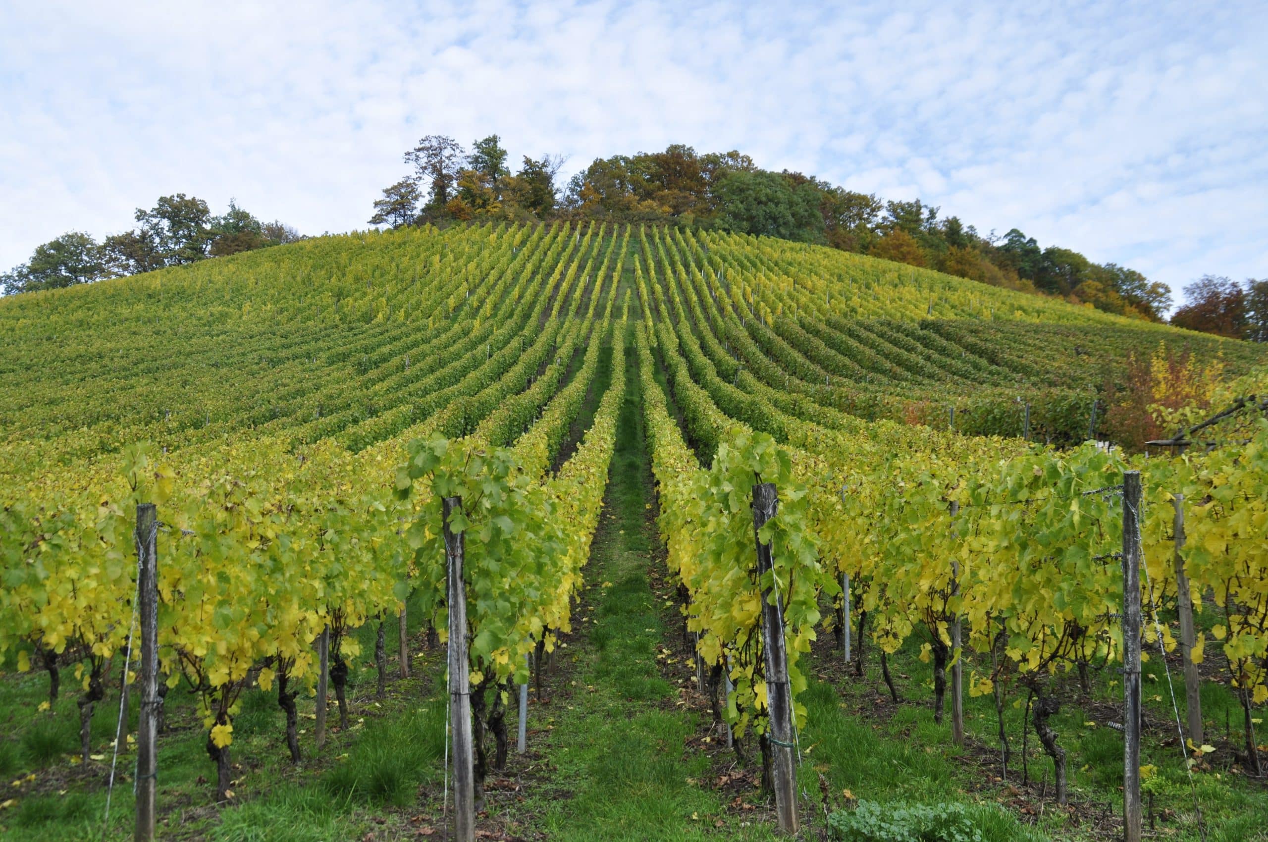 Vignoble illustrant l’achat d’un domaine viticole off-market