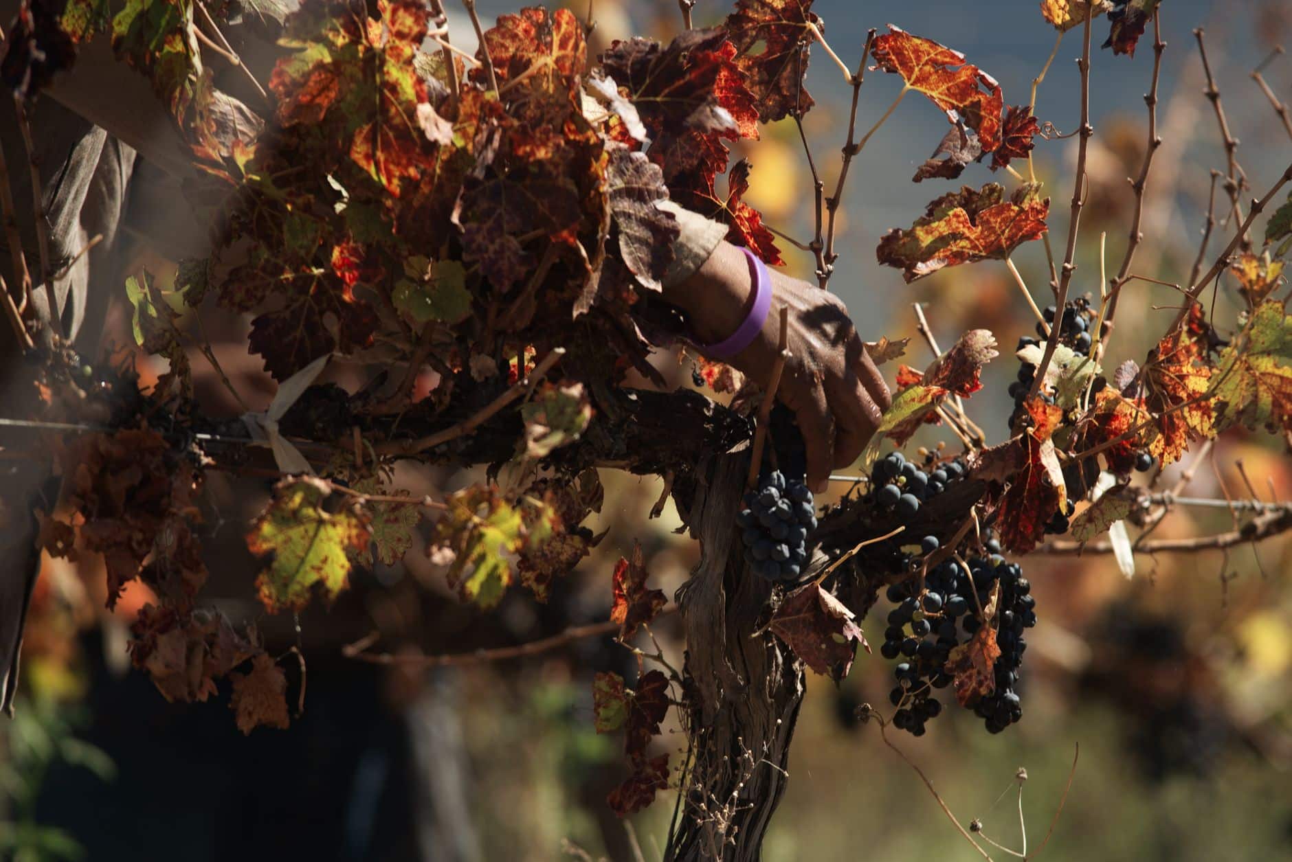 Vendanges manuelles dans un vignoble bourguignon à acheter